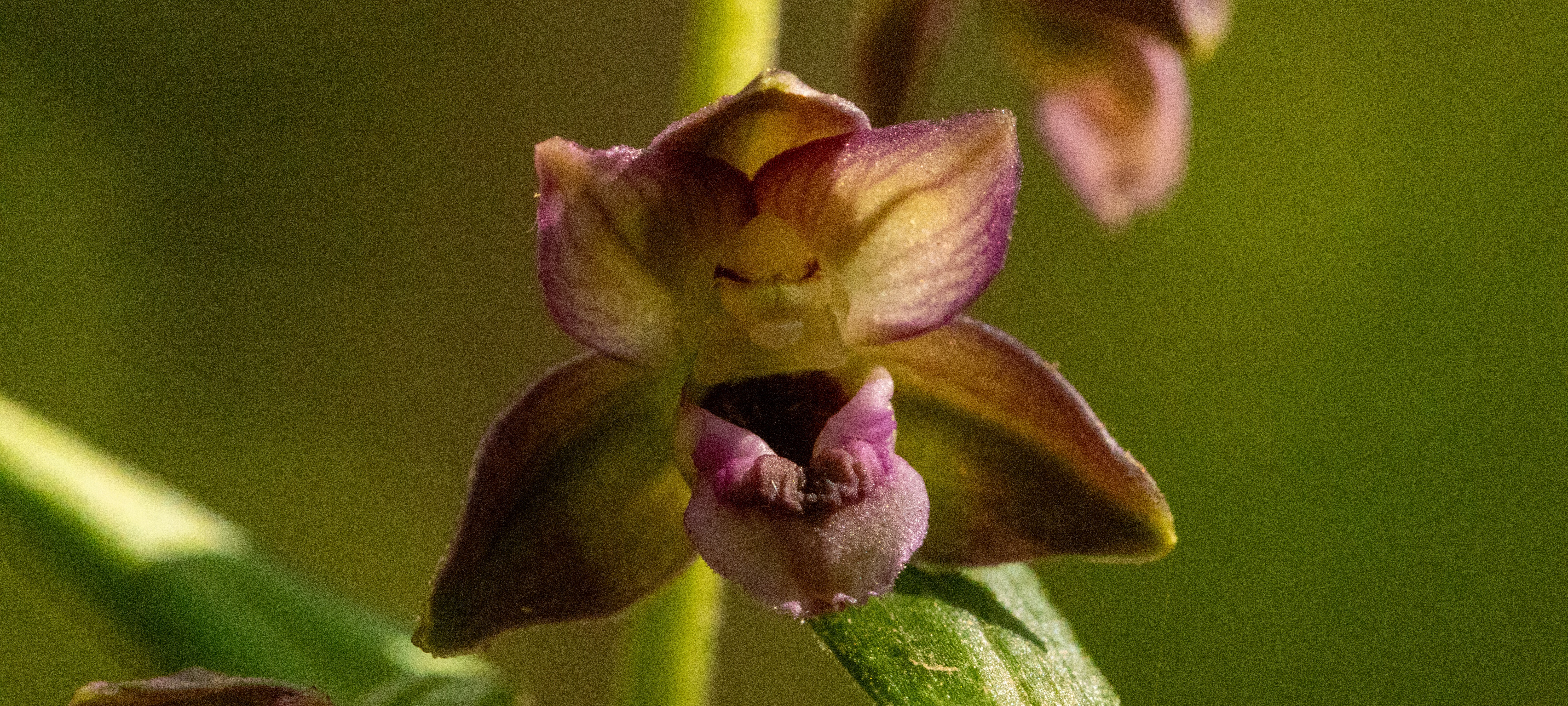 Epipactis helleborine